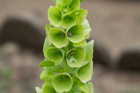 10 Green Flowers to Grow in Your Garden