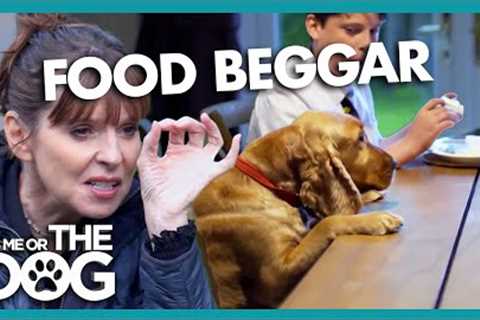 Needy Cocker Spaniel is a Food Beggar! | It's Me or The Dog