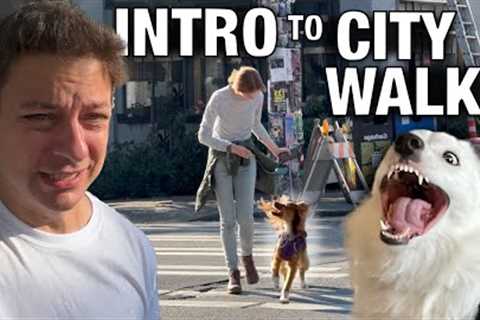 How To Go From Out of Control Dog to Leash Walking Bliss in a Crowded City!