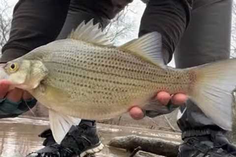 WHITE BASS FISHING LIVE‼️‼️‼️