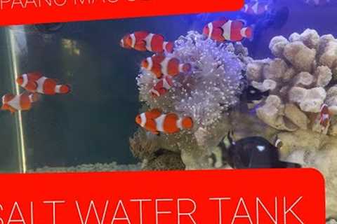 PAANO MAG SET UP NG SALT WATER FISH TANK: SALT WATER MARINE REEF TANK