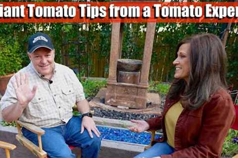 Tips to Grow Giant Tomatoes from a Tomato Expert