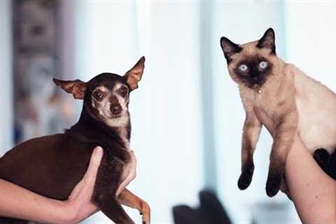1Hour Funny Cats Compilation 2023 Best Funny Cat Videos #5
