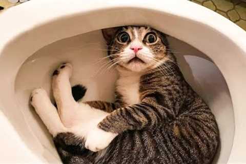 Funniest Cats 😹 - Don't try to hold back Laughter 😂 - Funny Cats Life