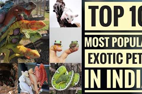 Top 10 Most Popular Exotic Pets In India. 🦖🇮🇳 | Singh Exotics.