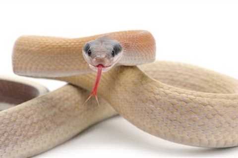 Snakes as Pets: the Main Pros and Cons