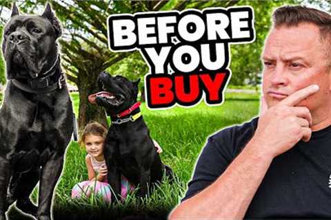 Is the CANE CORSO Right for You?