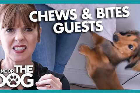 Naughty Dachshund Bites and Chews Guests! | It's Me or The Dog