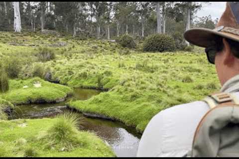 One of the most beautiful rivers in the world | Tasmania Fly Fishing