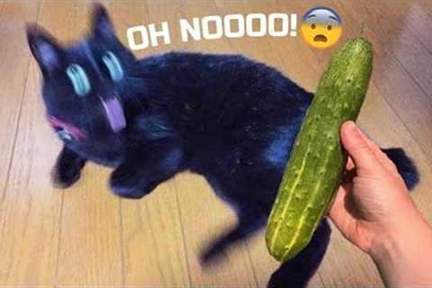 Funniest Animals Videos - Best Cute Cats😹 and Crazy Dogs🐶 Videos 2022!