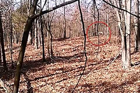 Disturbing and Shocking Trail Cam Footage No One Expected