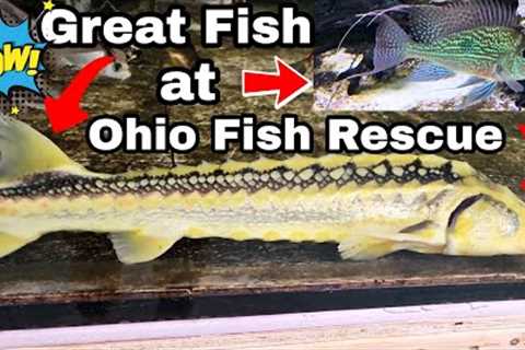 AWESOME FISH AT OHIO FISH RESCUE IN  HUGE TANKS