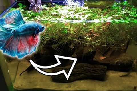 Healthy Blackwater Betta Fish Tank | You Suck At Fish Tanks