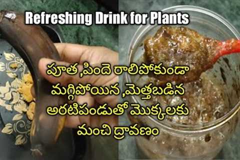Fruit Ferment juice for Plants| Summer Fertilizer for Plants| Banana, Jaggery Juice for Plants| FFJ