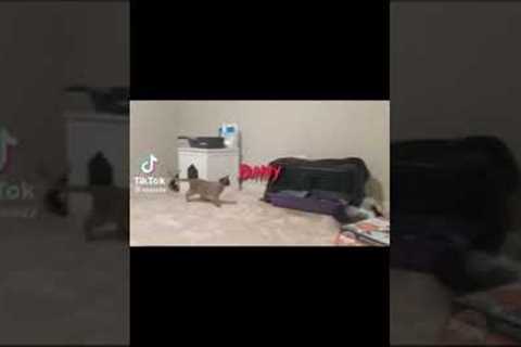 Unlikely Companions: The Endearing Friendship Between Cats and Rabbits