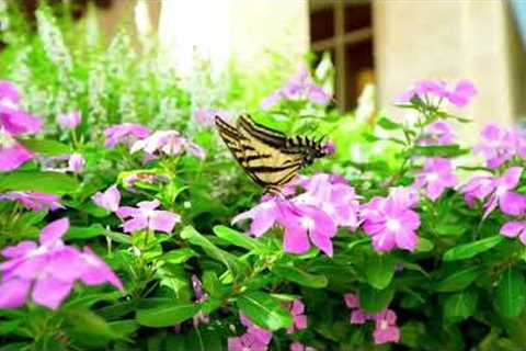 Reduce Stress Music for Holistic Health, Manifestation and Stress Management