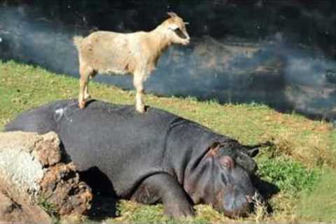 Unlikely Friendships