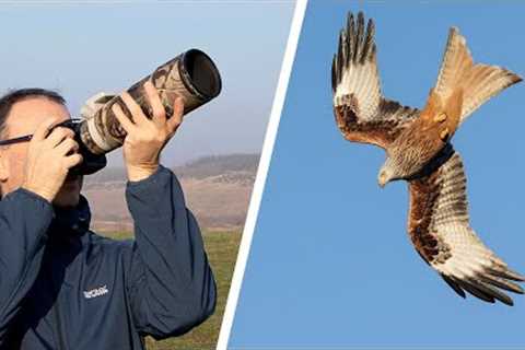 How to Get the BEST PHOTOS of DIVING RED KITES - Photography Tips for Mirrorless &amp; DSLR Cameras