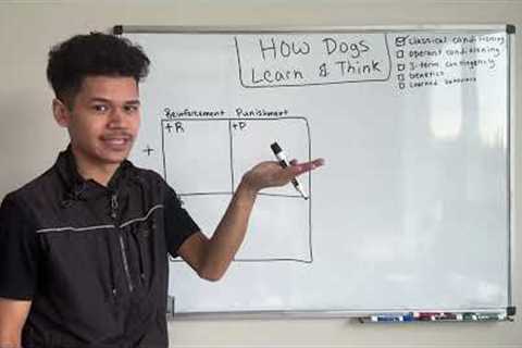 How Dogs Learn &amp; Think