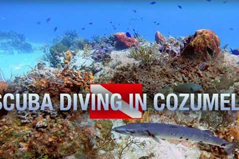 Scuba Diving with Barracuda and Sharks in Cozumel! 🦈
