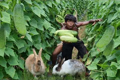 Survival Skills Meet Rabbits In Forest And Cook Duck For Dogs - Ahry Lifestyle