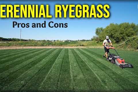 Perennial Ryegrass Pros and Cons