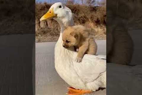 Unlikely animal friendship