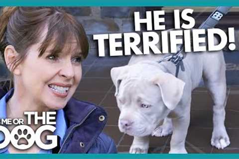 Pampered Puppy Terrified of going Outside | It's Me or The Dog