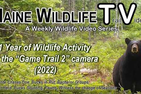 1 Year of Maine Wildlife activity at the Game Trail 2 camera (2022) /Coyote Chases Doe/Bucks in Rut