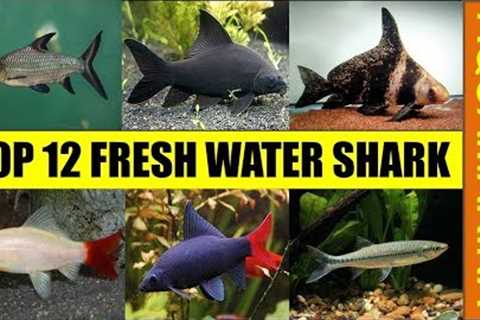 Top 12 fresh water shark for fish tank aquarium | Fresh water shark varieties || Aqumarina