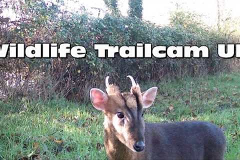 A family of muntjac visit our camera! Trail camera Thursday