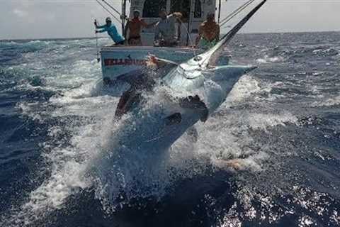 Cairns Black Marlin Fishing