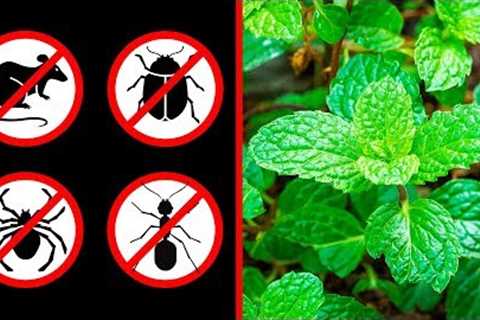 If You Get This Plant at Home, You’ll Never See Mice, Spiders, or Ants Again