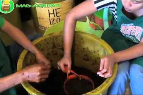 Organic/Natural Farming: How to Make Fermented Plant Juices (FPJ)
