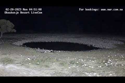 Okaukuejo Resort, Wildlife Waterhole: Live camera stream in the Etosha National Park in Namibia