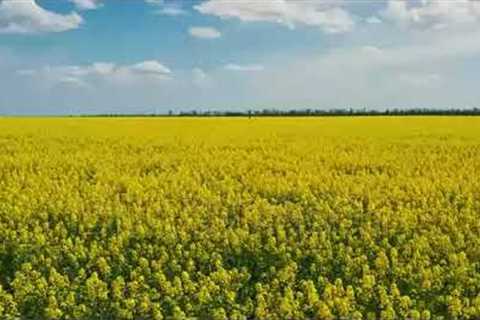 blooming rapeseed  field on a sunny day. Aerial photography , drone, birds eye.