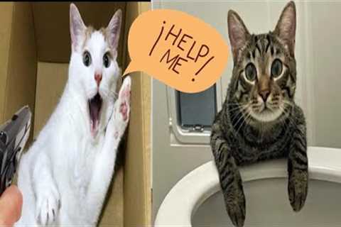 Funny cat videos ll funny child ll baby Cats ll cat videos