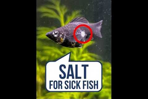 Got Sick Fish? Use Salt 🧂