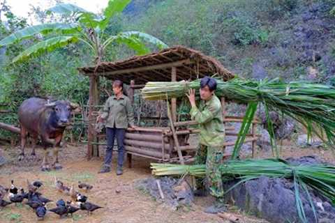 #121 : Build buffalo stables, feed troughs, go to the mountains to look for grass to raise buffaloes
