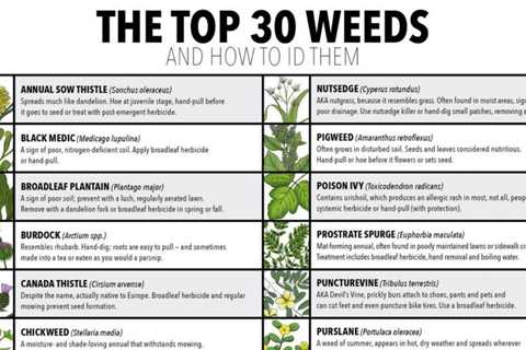 There are 30 types of weeds, and how to identify them