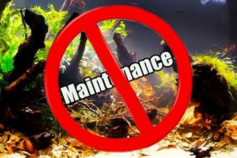 Hate Aquarium Maintenance? Watch This! How to Reduce The Time It Takes to Maintain Your Fish Tank