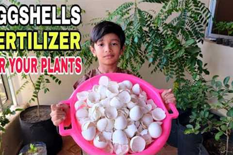 Eggshells Natural Fertilizer For Any Type  of Plants | Homemade Free Organic Insecticide Fertilizer