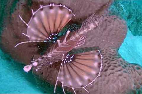 Scuba Diving in PHUKET〜Day 3 Koh Racha Yai