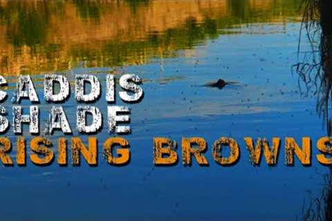 Small Stream Fly Fishing - Hunting Rising Brown Trout in the Shade with Caddisflies