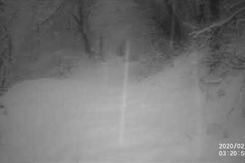 Winter Trail Camera on the Wasatch Mountain Bench of Utah