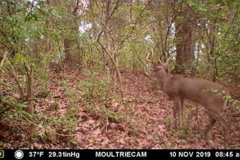 trail camera videos 2019 woodford county