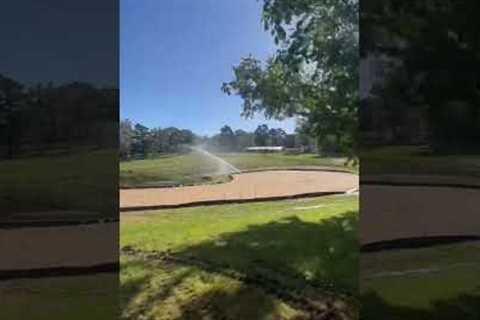 Backyard Golf Green Collar Seed is looking good! (Day 8 Update)