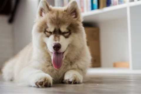 20 Best Foods for a Picky Eater Husky
