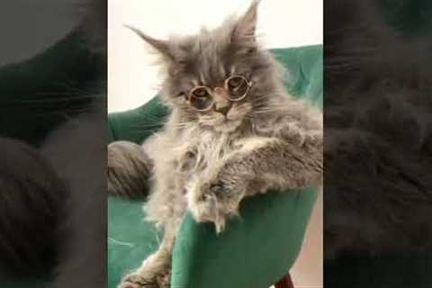 Fur tastic Friends Heartwarming Stories of Unlikely Animal Friendships,Funny Animals
