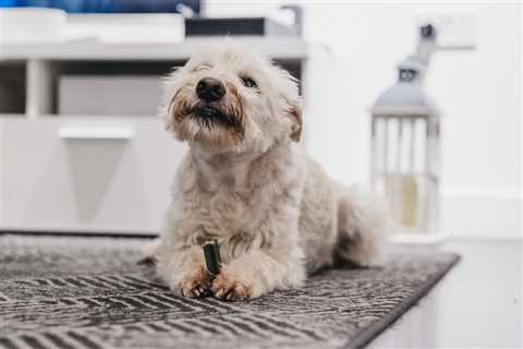 8 Tips For Feeding Senior Dogs
